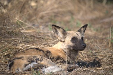 hyena, ena hyaena, aacuena national park, south africa
