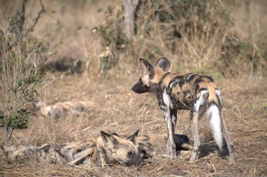 hyaena in the south of the south africa, the aena family, aena hyena