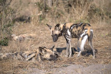 hyena with baby in nature