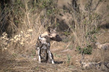 Parkta vahşi bir köpek