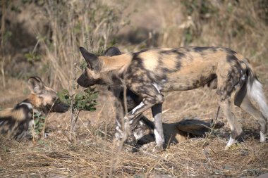 wild hyhyaena, aahyena crocuta, adult male with female dog in nature.