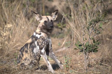 Ormandaki vahşi köpek