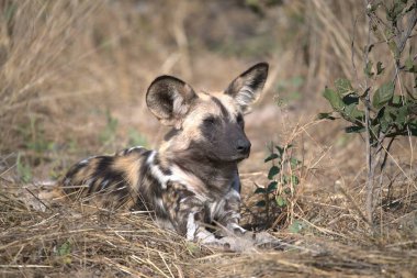 hyena, hyaena aena, kruger national park in south african wildlife