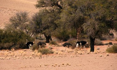 Çölde vahşi bir hayvan sürüsü.