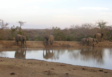Afrika Vahşi Yaşam Hayvanları, Flora ve Hayvanat Bahçesi, Kruger Ulusal Parkı