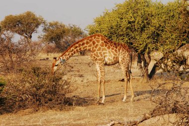 Kenya savanasında zürafa