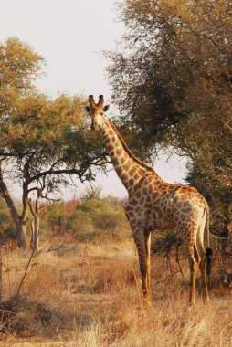 Kenya savanasında zürafa