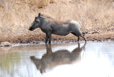 Afrika bufalosu, Cerbocerus cafta, suda bekar yetişkin, Güney Batı Kenya, Kenya,