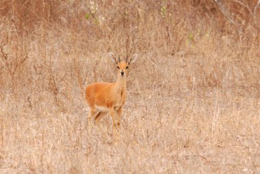 Ormandaki kırmızı geyik