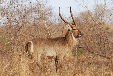 Afrika Impala 'sı doğal yaşam alanında.