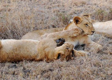 Aslan (panthera leo) vahşi doğada, Güney Afrika