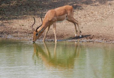Kızıl geyik (cervus elaphus )