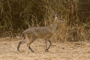 Genç dişi geyik (kanis elaphus) kuru bir çimende yürüyor.