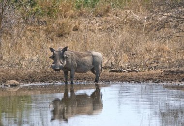the wild buffalo is drinking water in the pond.