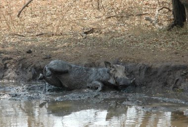 Çamurda büyük beyaz bir bufalo.