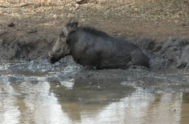 Sudaki su aygırları