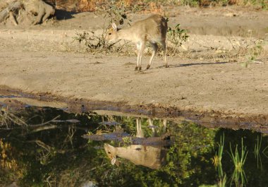 Su yansıması olan dişi bir aslanın yakın çekimi.