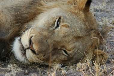 Güney Afrika 'daki Kruger Ulusal Parkı' nda çimlerde yatan aslan.