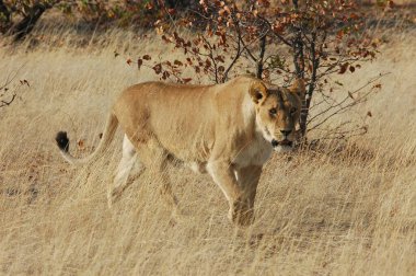 Aslan (panthera leo) çimenlerde yürüyor