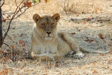 Afrika 'nın bozkırındaki aslan