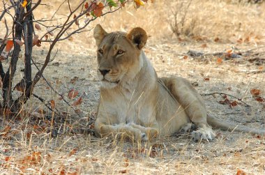 Afrika 'nın güneyindeki Kruger parkında aslan var.