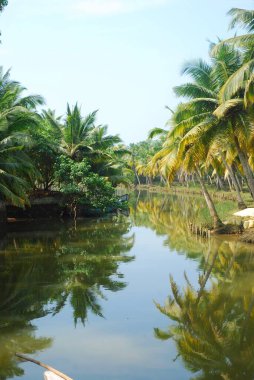 Palmiye ağaçları ve mavi gökyüzü olan güzel tropikal plaj