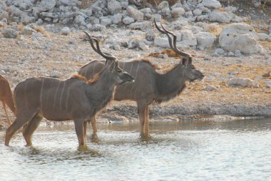 Afrika bozkırlarında vahşi geyikler