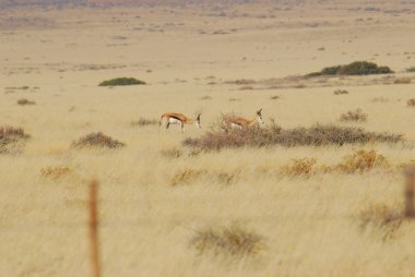 Utah Çölü'nde güzel Vahşi atlar