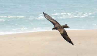 Doğadaki güzel kuş, fauna