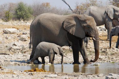Suda bir fil sürüsü