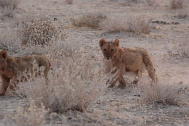 young wild hyena in the desert
