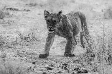Güney Afrika 'daki Kruger Ulusal Parkı' nda aslan var.