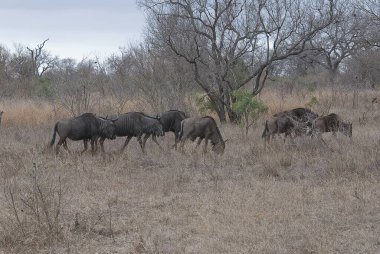 herd of african elephants in the savannah of kenya