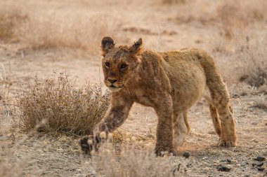 young lion walking in the dry savannah