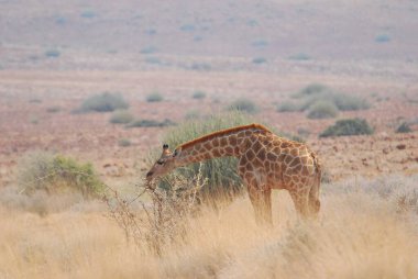 Zürafa Kruger National park