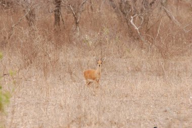 deer in the savannah