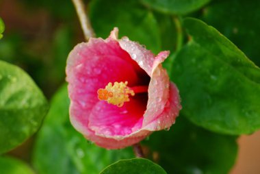 Bahçedeki güzel pembe çiçek