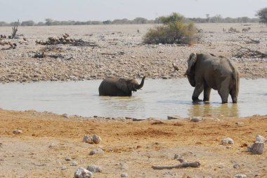 Kenya savanındaki Afrika fili