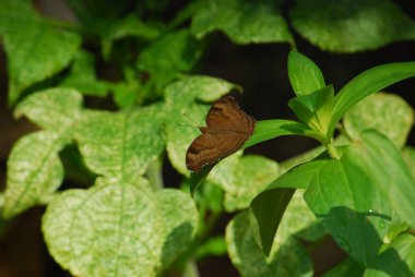Yeşil yapraklı kelebek