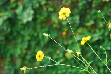 Bahçedeki güzel çiçekler