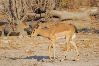 Vahşi Afrika antilopları.