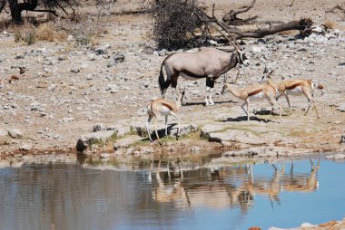 Suda bir zebra sürüsü