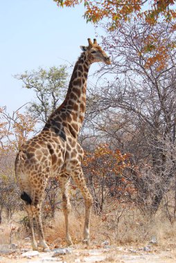 Kenya savanasında zürafa