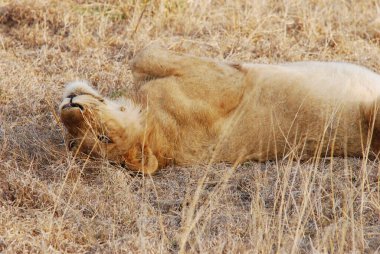 Aslan çimenlerde yatıyor.