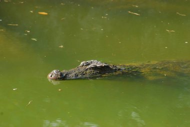 Ağzı açık timsah, kapat.