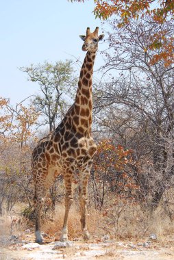 Vahşi doğada zürafa, Namibya Ulusal Parkı