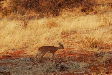 Kırmızı kuyruklu ceylan Güney Afrika 'nın bozkırında