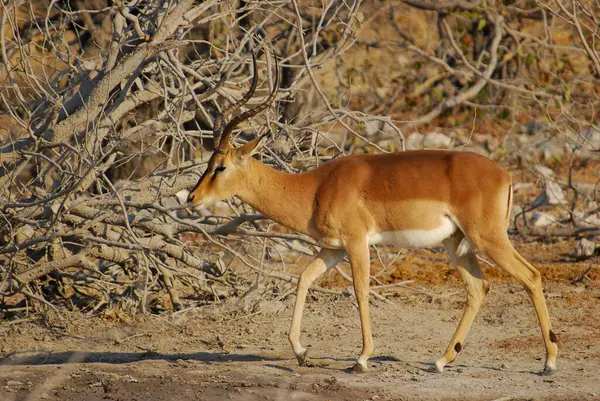 the antelope is a species of the african - american antelope in the african family.