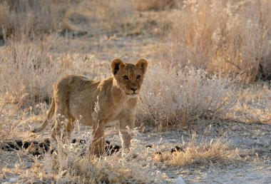 Vahşi bir Afrikalı vahşi aslan Kenya ovasında yürüyor.