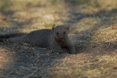 Hayvanat bahçesinde yabani mirket
